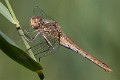 Sympetrum vulgatum female-2